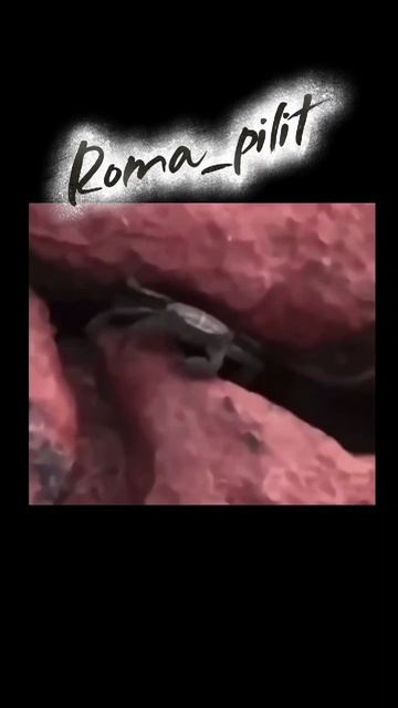 #угроза #юмор #смех #краб смотреть онлайн