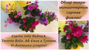 Обзор микро-миниатюрных сортов фиалок!