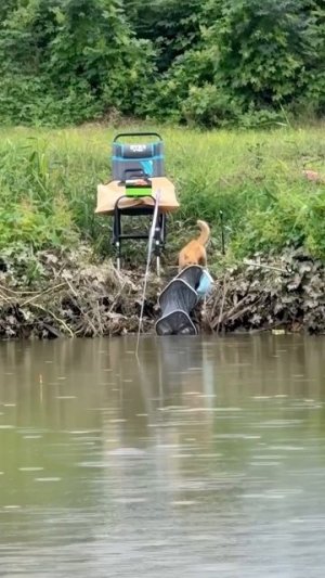 Крупный улов! 😼