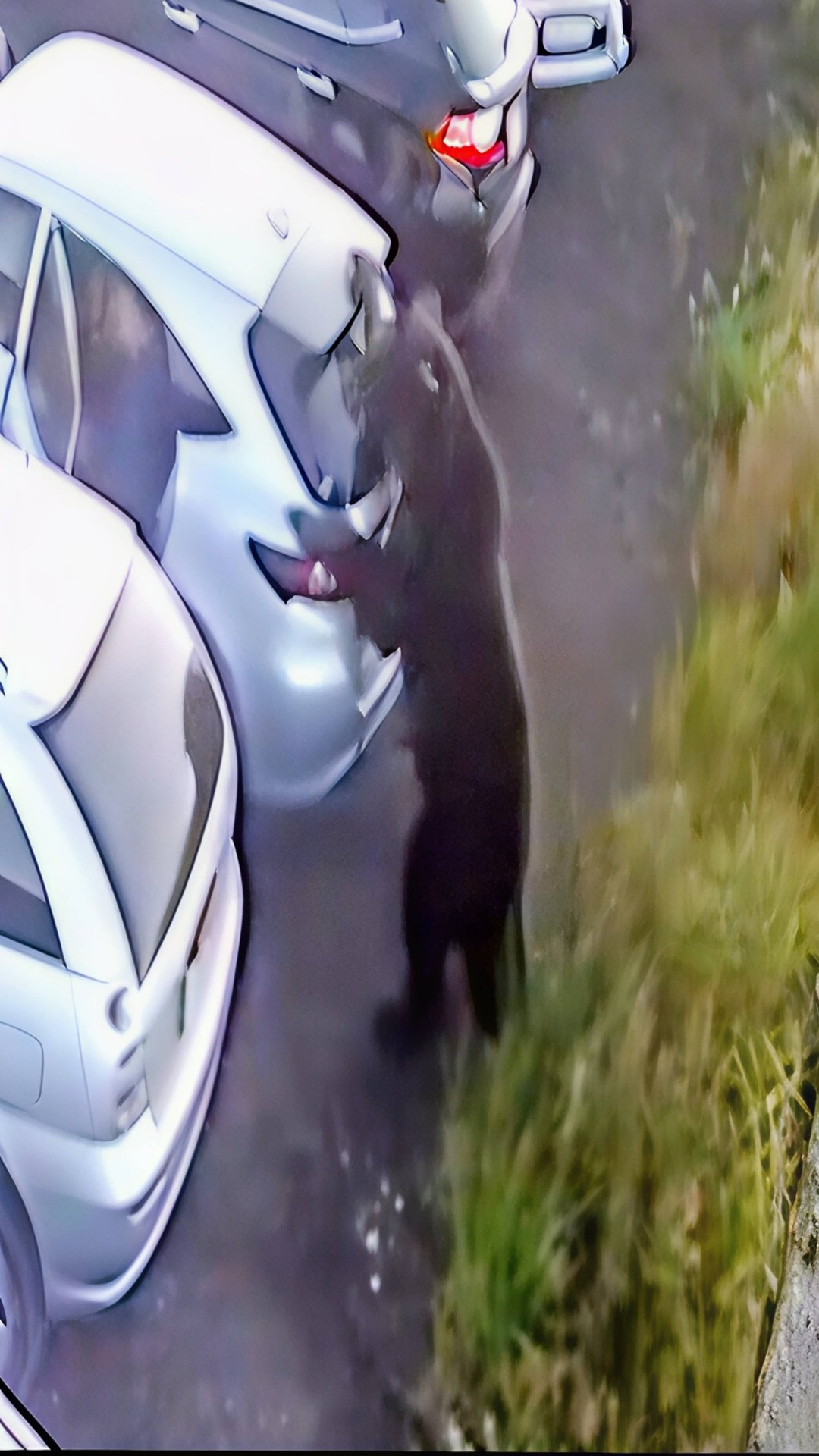 Агрессивный медведь напал на мужика и погрыз машину🐻😱