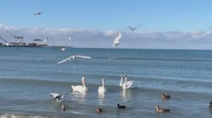 Переезд из Сибири на Юг в Анапу