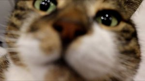 разбуди: ОБЗОР НА КОТИКА