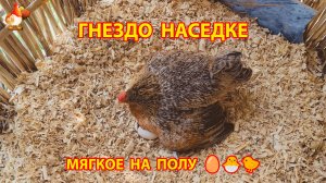 Гнездо для наседки на полу понравилось курочке 🥚🐣🐤