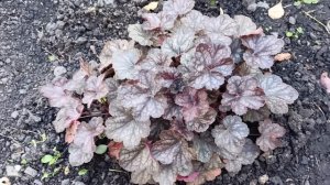 Красотку гейхеру выращиваю из семян.25.09.2025