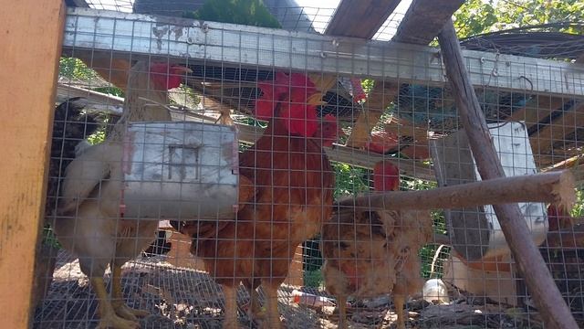 Как куры охлаждаются во время сильной жары! смотреть онлайн