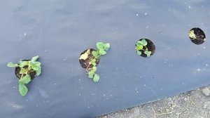 Танцы с бубнами  посадка в конце сентября , обратите внимание на посадочный материал  с того же ВБ