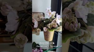 Кухня Фиалки 🐇 встречает осень 2025  с прекрасными новинками селекции ГЕА и ждёт Вас в гости 🤗🐇🌸