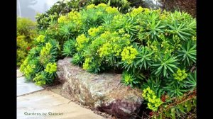 Виды и сорта молочая.