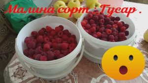 Вот это ягода ! Малинка Гусар так Гусар.