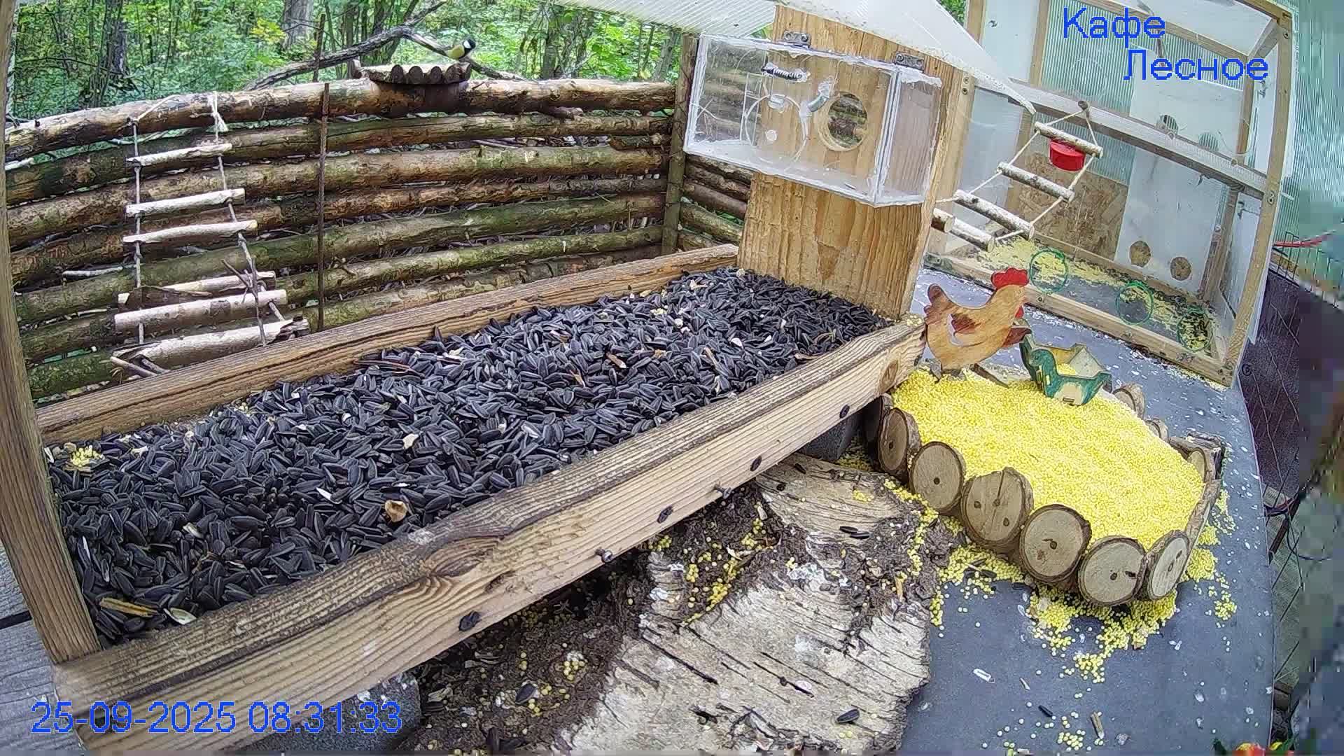 🔴24/7 Кормушка в лесу онлайн "Кафе Лесное" #Relaxing #природа #звуки леса #сентябрь смотреть онлайн