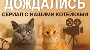 Дождались. Сериал с нашими котейками.