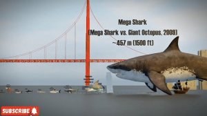 Размеры акул