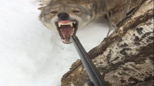 Последняя охотница добыта! Труды людей не прошли даром. Трудовая охота в Псковской области.