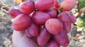 Когда резать черенки и выкапывать саженцы