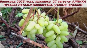 Виноград 2025 г. АЛИНКА на прививке,  ранний срок созревания, красивая ягода, в целом на  пятерку!