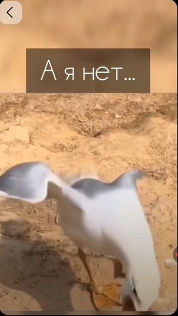 Юмор #смех #юмор #смешно #рек #прикол #рек смотреть онлайн