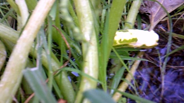 Обзор: "Гнутый" кабачок съели слизни"