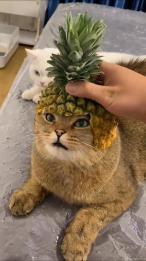 🔥 Какой ты КОТ 🙀 по Знаку Зодиака ? 😲 #cat #ОЗВУЧКА #юмор #знакизодиака