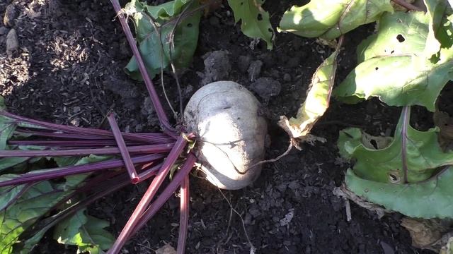 Урожай свеклы