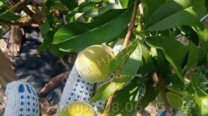 Самара. Персик. Плодоношение. Персик в средней полосе, выращивание. Фазендатор