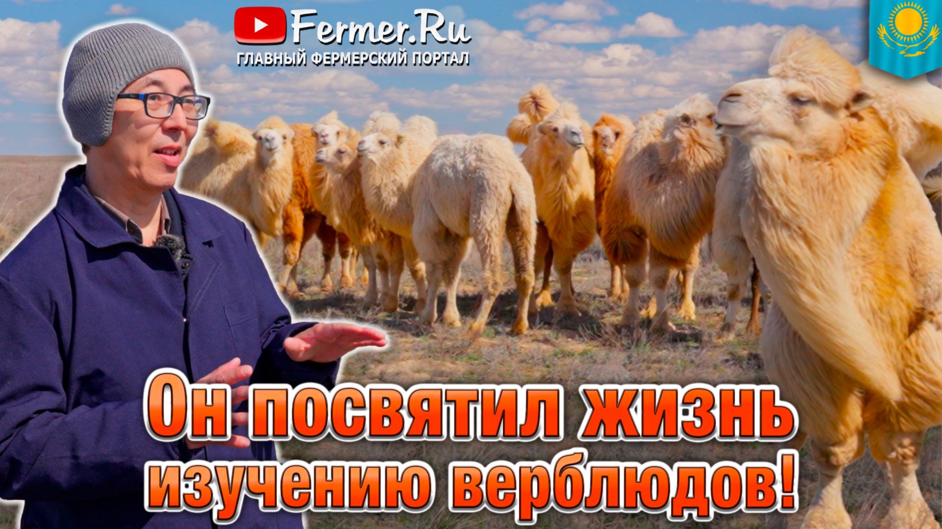 Мифы и правда о верблюдах 🐫 Что у верблюда в горбах? Породы, гибриды, типы и виды верблюдов. смотреть онлайн
