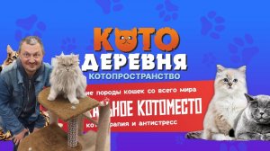 Котодеревня в ТЦ "Рио" в Ярославле  на Тутаевском шоссе: обзор, отзыв, котики