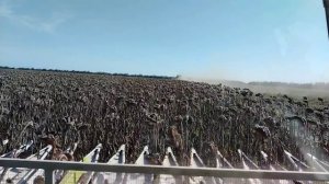 Урожай подсолнечника 🌻🌻🌻2025