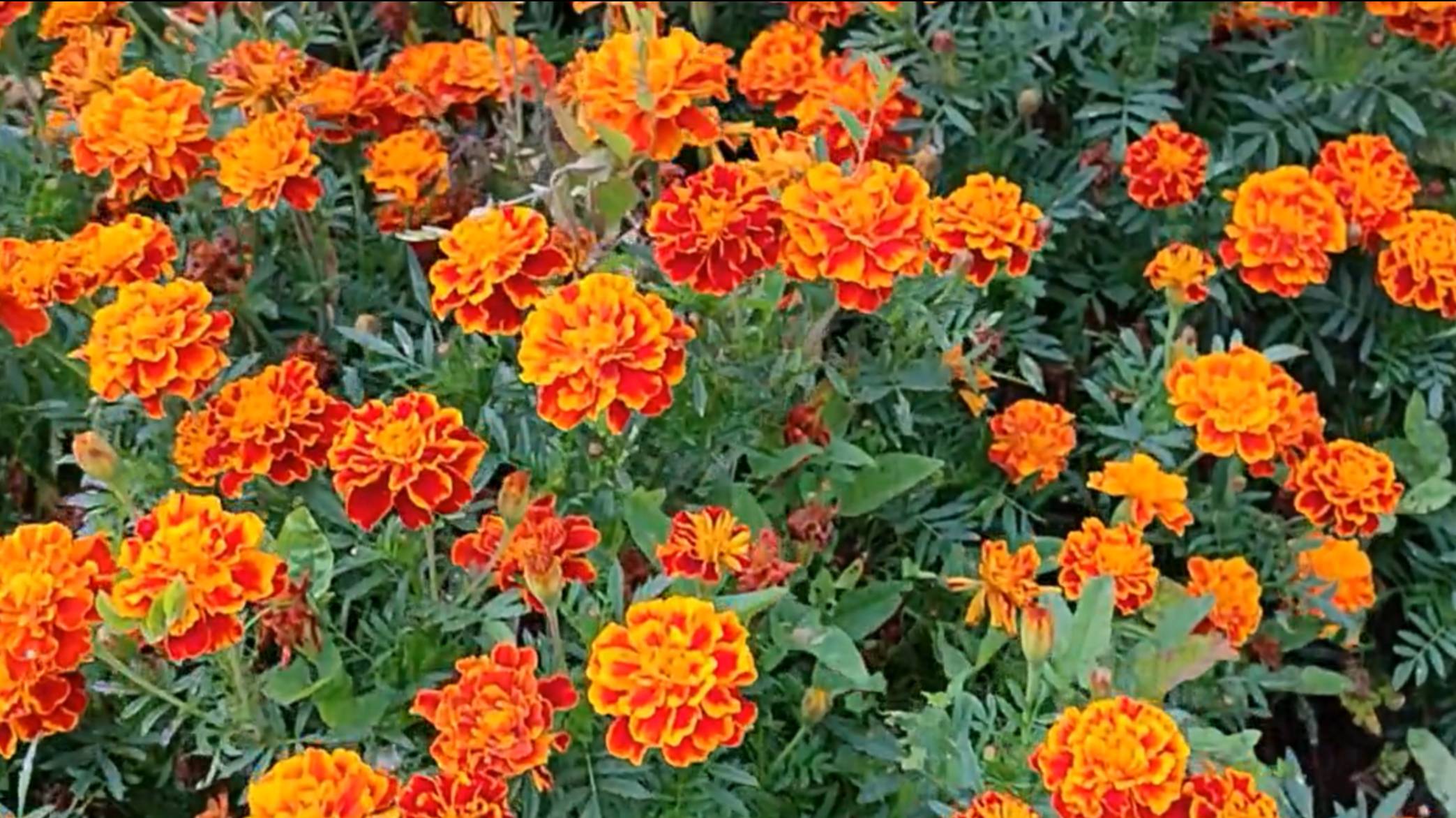 Вести с полей серия 18\\ сентябрь 2025 смотреть онлайн