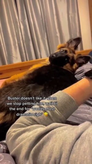 Ласка для собаки😅❤️🩹 #avatarff #automobile #собакадругчеловека #собак