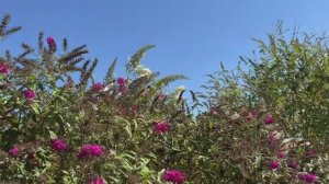 Наш крымский участок в сентябре Часть 2