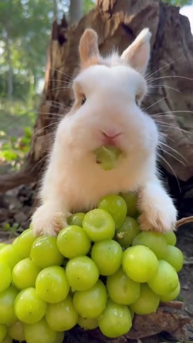 "Виноград" Чемпион по здоровью смотреть онлайн