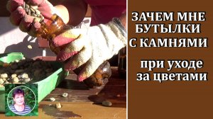 Зачем мне бутылки с камнями при осенней посадке цветов