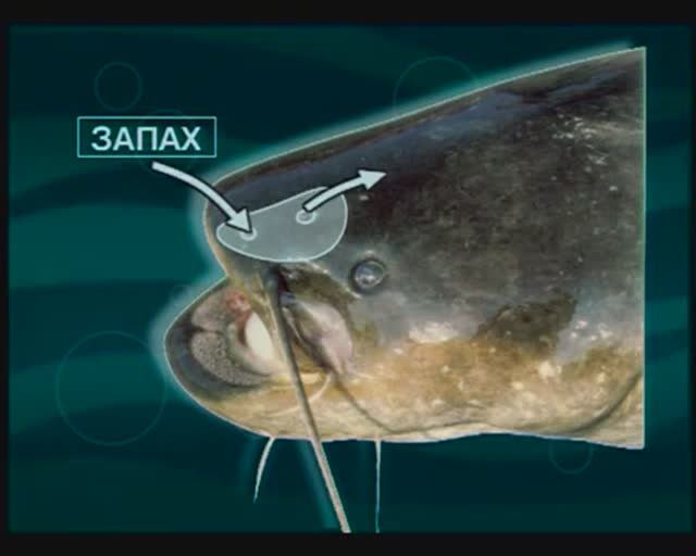 Какие органы чувств при поиске пищи использует Обыкновенный сом — Silurus glanis Linnaeus, 1758 ? смотреть онлайн