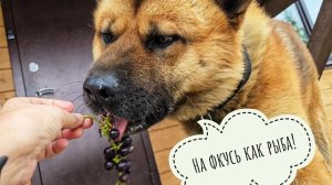Рыжий Пёс и виноград. Псу Кубику понравились ягоды! В совином саду-огороде осень