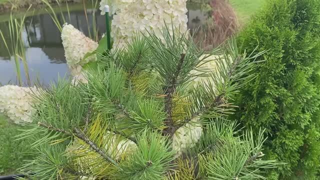 В деревню на дачу🏡Осенний сад🍁🍂21сентября2025#сад#дача#деревня#розы#гортензии