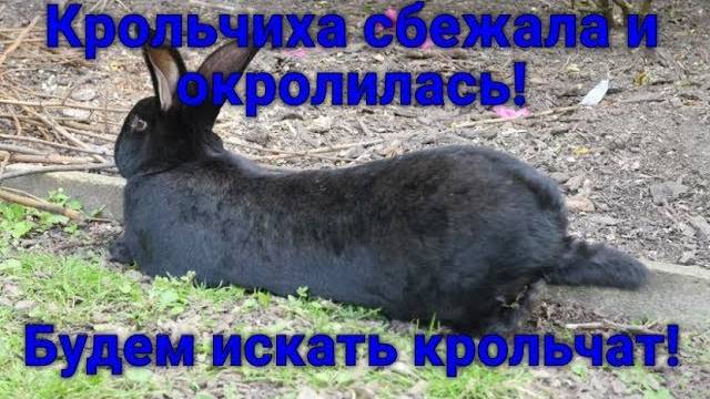 Убежала покрытая строкачём крольчиха и уже где-то окролилась