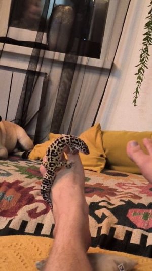 Подножный ящер