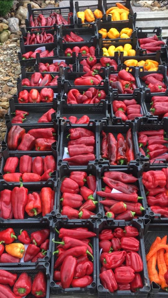 ПРИНИМАЮ ЗАКАЗЫ / ШИКАРНЫЙ УРОЖАЙ ПЕРЦА СЛАДКОГО / ОСТРОГО/ ТОМАТЫ и обзор САДА