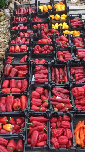 ПРИНИМАЮ ЗАКАЗЫ / ШИКАРНЫЙ УРОЖАЙ ПЕРЦА СЛАДКОГО / ОСТРОГО/ ТОМАТЫ и обзор САДА