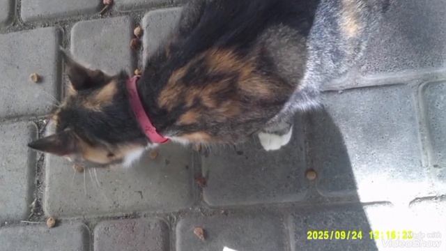 25-09-2025 Мариуполь ⚓ ремонт в моей разрушенной квартире 🔨🪜⛏️ смотреть онлайн