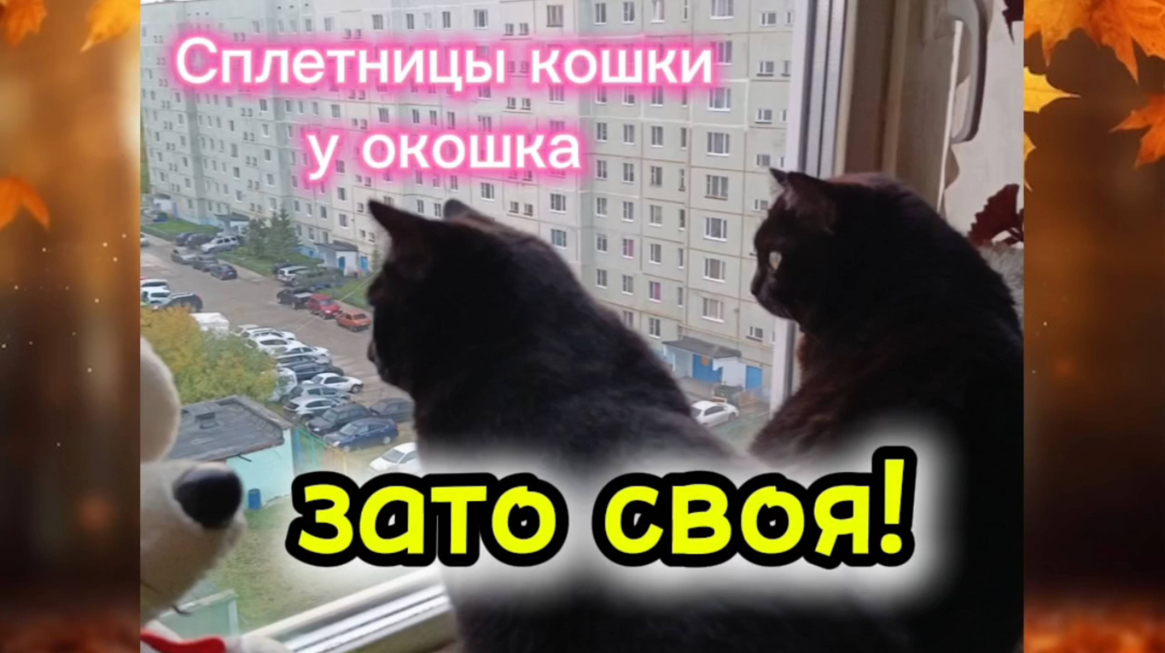 Кошки с озвучкой. смотреть онлайн