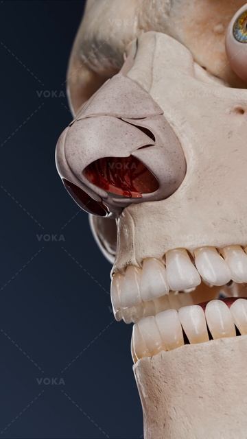 Как останавливается носовое кровотечение с помощью передней тампонады? Объяснение в 3D с VOKA