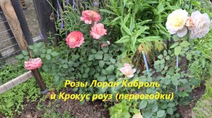 Роз первогодка Лоран Каброль и второгодка Крокус Роуз #111