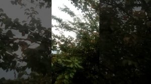 Курица или яйцо? В Урожайном сезоне, есть ВСЁ!