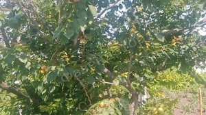 Самара. Абрикос из косточки. Абрикос в средней полосе, плодоношение. Фазендатор