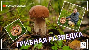 Грибная разведка 24 сентября 2025. Всеволожский район.