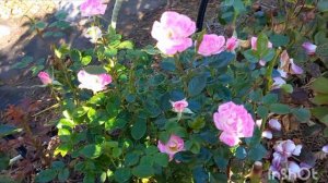 Цветение роз в конце сентября