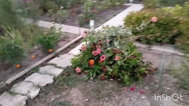 /Осенние хлопоты в саду/Обрезка цинии и пионов/конец сентября/ смотреть онлайн