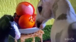 Сюрприз для канала Breyer films