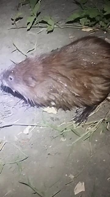 Ондатры наступают